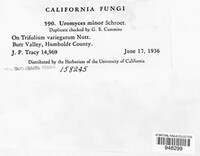 Uromyces minor image